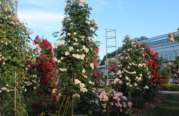 Europe Rosarium Sangerhausen